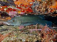 A black-throated wrasse (Labrus merula) lies amidst a colourful reef, surrounded by shades of orange and red, at the Cap de Creus Marine Reserve dive site, Rosas, Costa Brava, Spain, Mediterranean Sea [IBR125002394]