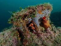 An anchor under water, covered with plants and sea sponges in shades of green, dive site Cap de Creus Marine Reserve, Rosas, Costa Brava, Spain, Mediterranean [IBR125002396]