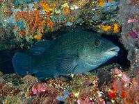A black wrasse (Labrus merula) hides amongst colourful sea sponges growing in the depths of the sea, at the Cap de Creus Marine Reserve dive site, Rosas, Costa Brava, Spain, Mediterranean Sea [IBR125002397]