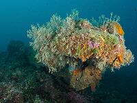 An anchor juts into the sea, overgrown with colorful plants and sea sponges, diving site Cap de Creus marine reserve, Rosas, Costa Brava, Spain, Mediterranean [IBR125002398]