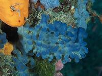 A blue sponge (Oscarella lobularis) is visible, surrounded by other colourful underwater species, at the Cap de Creus Marine Reserve dive site, Rosas, Costa Brava, Spain, Mediterranean Sea [IBR125002399]