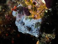 Underwater photograph of a blue crust sponge (Phorbas tenacior) on a reef, dive site in the Cap de Creus Marine Protected Area, Rosas, Costa Brava, Spain, Mediterranean Sea [IBR125002401]