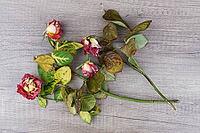 Dried roses, Kempen, Viersen District, North Rhine-Westphalia, Germany [IBR125007582]