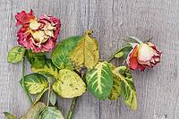 Dried roses, Kempen, Viersen District, North Rhine-Westphalia, Germany [IBR125007583]