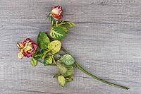Dried roses, Kempen, Viersen District, North Rhine-Westphalia, Germany [IBR125007584]