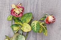 Dried roses, Kempen, Viersen District, North Rhine-Westphalia, Germany [IBR125007593]