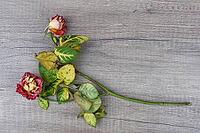 Dried roses, Kempen, Viersen District, North Rhine-Westphalia, Germany [IBR125007612]