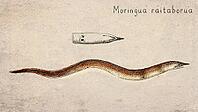 Spaghetti Eel (Moringua raitaborua) Vintage fish illustration [IBR125012261]