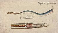 Atlantic Hagfish (Myxine glutinosa) Vintage fish illustration [IBR125012262]