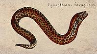 Honeycomb Moray (Gymnothorax favagineus) Vintage fish illustration [IBR125012263]