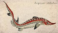 Starry Sturgeon (Acipenser stellatus) Vintage fish illustration [IBR125012264]