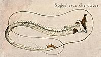 Tube eye Fish (Stylephorus chordatus) Vintage fish illustration [IBR125012265]