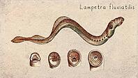 European River Lamprey (Lampetra fluviatilis) Vintage fish illustration [IBR125012266]