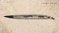 European Conger Eel (Conger conger) Vintage fish illustration [IBR125012267]