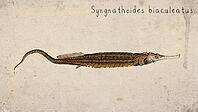 Alligator Pipefish (Syngnathoides biaculeatus) Vintage fish illustration [IBR125012268]