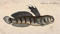 Striped Goby Fish (Gobius striatus) Vintage fish illustration [IBR125012269]