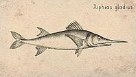 Swordfish (Xiphias gladius) Vintage fish illustration [IBR125012270]