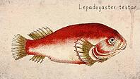 Testar Clingfish (Lepadogaster testar) Vintage fish illustration [IBR125012271]