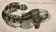 Surinam Toadfish (Batrachus surinamensis) Vintage fish illustration [IBR125012272]