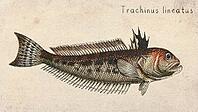 Striped Weevers Fish (Trachinus lineatus) Vintage fish illustration [IBR125012273]