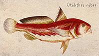 Tigertooth Croaker (Otolithes ruber) Vintage fish illustration [IBR125012274]