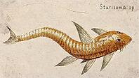 Whiptail Catfish (Sturisoma sp.) Vintage fish illustration [IBR125012275]