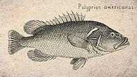 Wreckfish (Polyprion americanus) Vintage fish illustration [IBR125012276]
