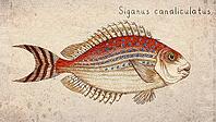 White spotted Spinefoot (Siganus canaliculatus) Vintage fish illustration [IBR125012277]
