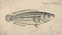 Striped Parrotfish (Scarus striatus) Vintage fish illustration [IBR125012278]