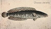 Striped Snakehead (Channa striata) Vintage fish illustration [IBR125012279]
