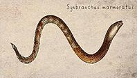 Marbled Swamp Eel (Synbranchus marmoratus) Vintage fish illustration [IBR125012280]