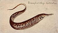 Longnose Knifefish (Rhamphichthys rostratus) Vintage fish illustration [IBR125012283]