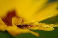 Forficula auricularia perched on a coreopsis (Coreopsis), Kempen, Viersen district, North Rhine-Westphalia, Germany [IBR125012288]