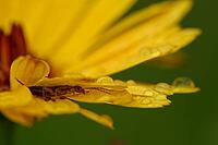 Forficula auricularia perched on a coreopsis (Coreopsis), Kempen, Viersen district, North Rhine-Westphalia, Germany [IBR125012289]