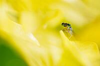 Blue-tailed damselfly (Ischnura elegans), Kempen, Viersen district, North Rhine-Westphalia, Germany [IBR125012292]