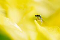 Blue-tailed damselfly (Ischnura elegans), Kempen, Viersen district, North Rhine-Westphalia, Germany [IBR125012293]
