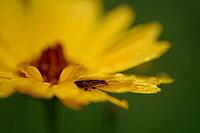 Forficula auricularia perched on a coreopsis (Coreopsis), Kempen, Viersen district, North Rhine-Westphalia, Germany [IBR125012295]