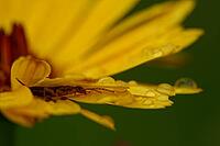 Forficula auricularia perched on a coreopsis (Coreopsis), Kempen, Viersen district, North Rhine-Westphalia, Germany [IBR125012296]