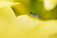 Blue-tailed damselfly (Ischnura elegans), Kempen, Viersen district, North Rhine-Westphalia, Germany [IBR125012297]
