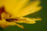 Forficula auricularia perched on a coreopsis (Coreopsis), Kempen, Viersen district, North Rhine-Westphalia, Germany [IBR125012304]