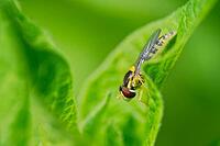 Common long-bellied hoverfly (Sphaerophoria scripta), Kempen, Viersen district, North Rhine-Westphalia, Germany [IBR125012307]