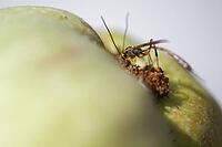A parasitic wasp (Trichomma enecator) lays an egg in a caterpillar of the codling moth (Cydia pomonella), Kempen, Viersen district, North Rhine-Westphalia, Germany [IBR125012308]