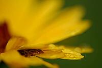 Forficula auricularia perched on a coreopsis (Coreopsis), Kempen, Viersen district, North Rhine-Westphalia, Germany [IBR125012315]