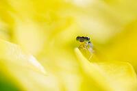Blue-tailed damselfly (Ischnura elegans), Kempen, Viersen district, North Rhine-Westphalia, Germany [IBR125012316]