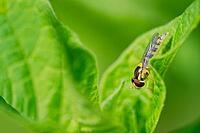 Common long-bellied hoverfly (Sphaerophoria scripta), Kempen, Viersen district, North Rhine-Westphalia, Germany [IBR125012317]