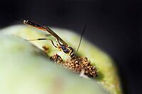 A parasitic wasp (Trichomma enecator) lays an egg in a caterpillar of the codling moth (Cydia pomonella), Kempen, Viersen district, North Rhine-Westphalia, Germany [IBR125012319]