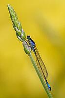 A large blue-tailed damselfly (Ischnura elegans) perched on common lavender (Lavandula angustifolia), Kempen, Viersen district, North Rhine-Westphalia, Germany [IBR125012325]