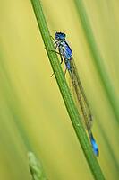 A large blue-tailed damselfly (Ischnura elegans) perched on common lavender (Lavandula angustifolia), Kempen, Viersen district, North Rhine-Westphalia, Germany [IBR125012326]