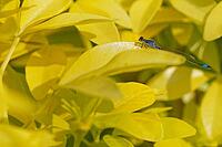 Blue-tailed damselfly (Ischnura elegans), Kempen, Viersen district, North Rhine-Westphalia, Germany [IBR125012327]