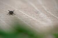 Sarcophaga carnaria, Kempen, Viersen district, North Rhine-Westphalia, Germany [IBR125012328]
